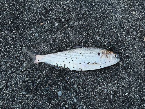 コノシロの釣果