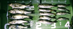 シーバスの釣果