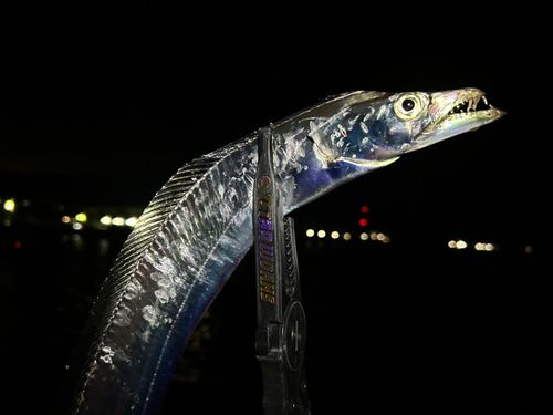 タチウオの釣果