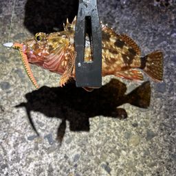 カサゴ