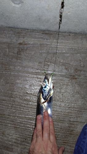 タチウオの釣果