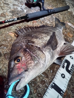 チヌの釣果