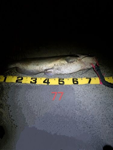 アメリカナマズの釣果