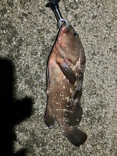 キジハタの釣果