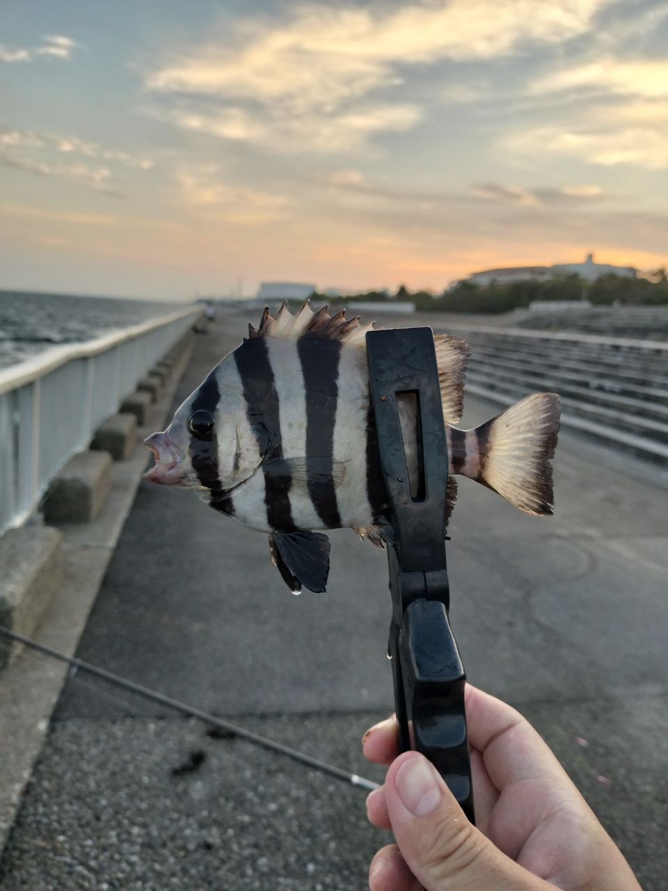 イシダイ