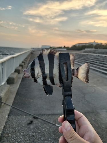イシダイの釣果