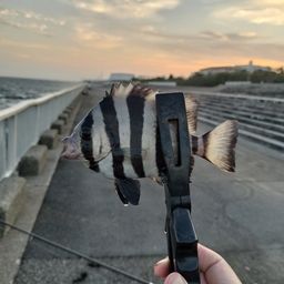 イシダイ