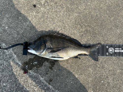 チヌの釣果