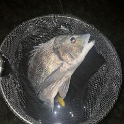 クロダイ