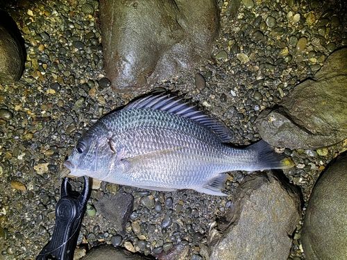 キビレの釣果