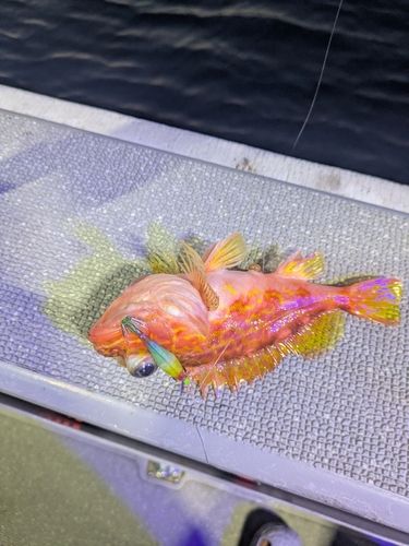 ケンサキイカの釣果