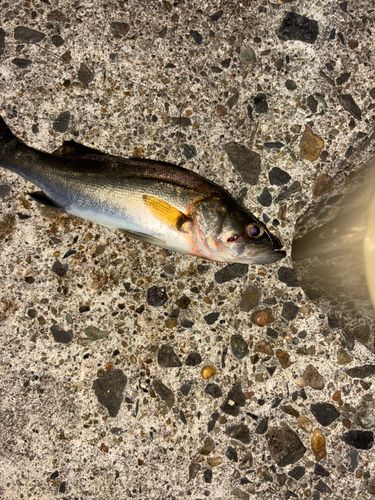 セイゴ（ヒラスズキ）の釣果