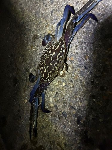 タイワンガザミの釣果