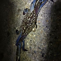 タイワンガザミ