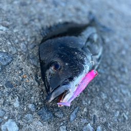 クロダイ