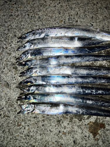タチウオの釣果