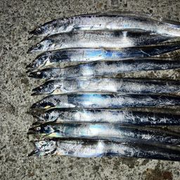 タチウオ