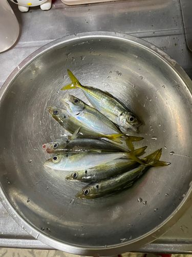 アジの釣果
