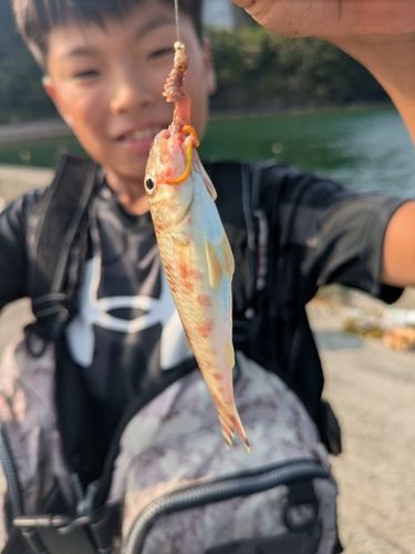 ヒメジの釣果