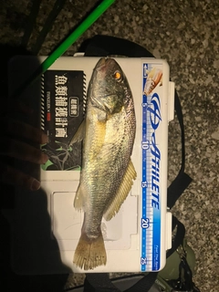 イシモチの釣果