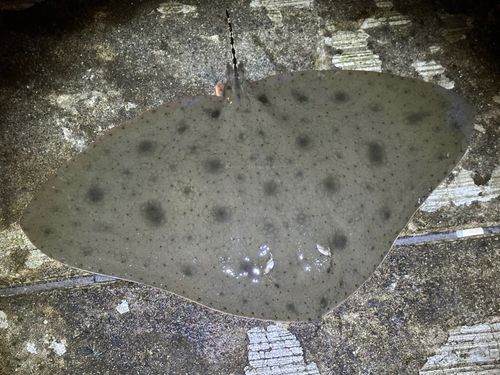 ツバクロエイの釣果