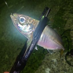 アジ
