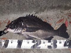 クロダイの釣果