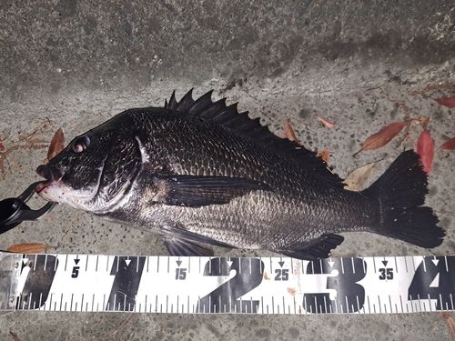クロダイの釣果
