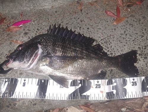 クロダイの釣果