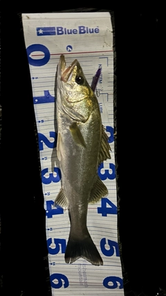 スズキの釣果