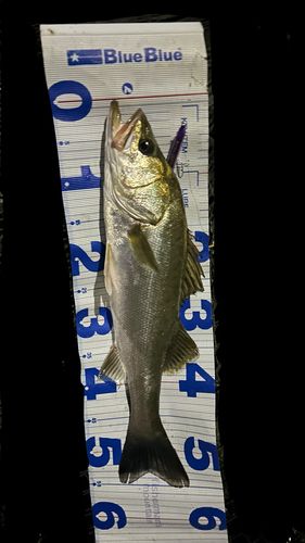 スズキの釣果