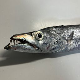タチウオ
