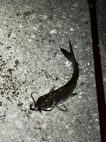 アメリカナマズの釣果