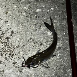 アメリカナマズ