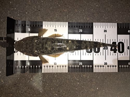 マゴチの釣果