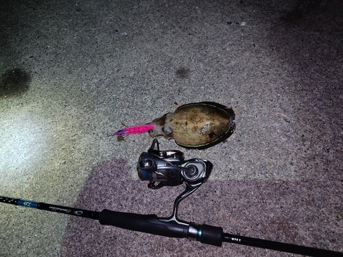 コウイカの釣果