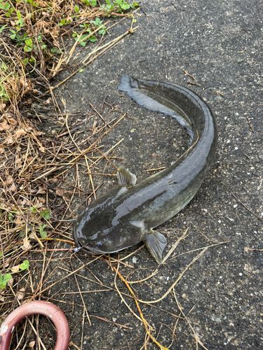 ナマズの釣果