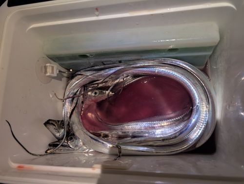 タチウオの釣果