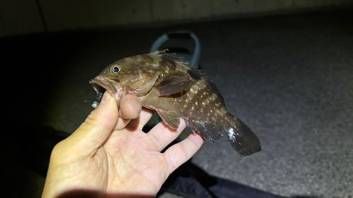 アコウの釣果