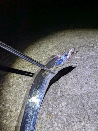 タチウオの釣果