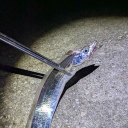 タチウオ