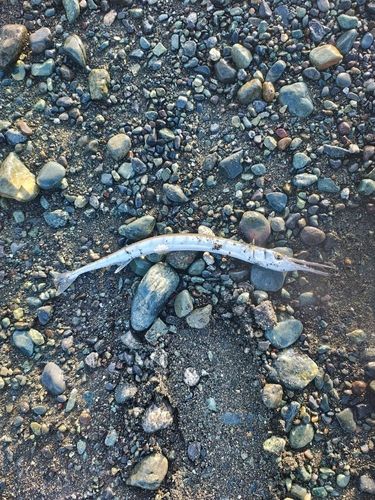 ダツの釣果