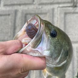 ブラックバス