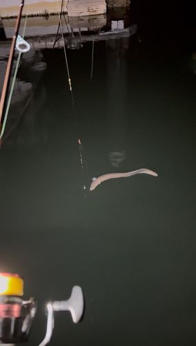 アナゴの釣果