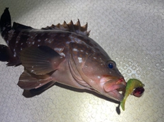 キジハタの釣果