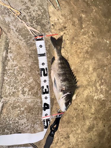 クロダイの釣果