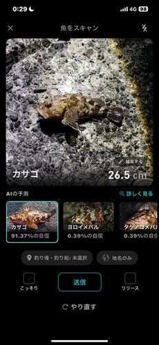 カサゴの釣果