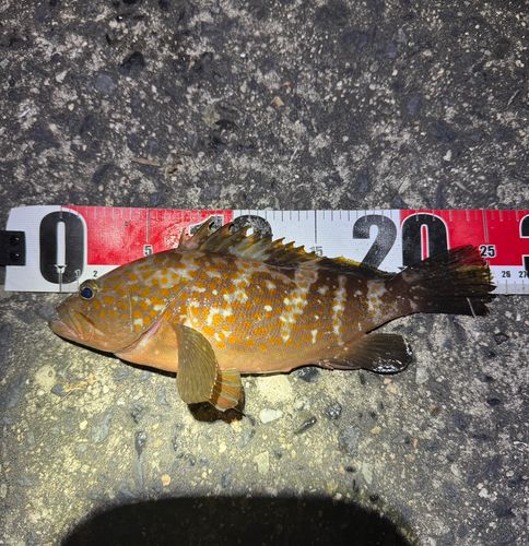 キジハタの釣果