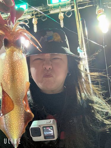 スルメイカの釣果