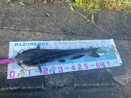 アメリカナマズの釣果